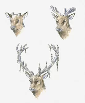 Seasons Gallery: Illustration of deer antler development through the seasons and shedding of velvet in late July