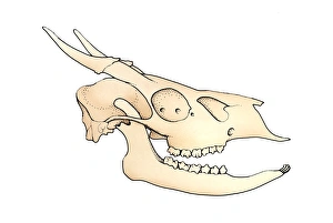 Animal Jaw Bone Gallery of Photo Prints and Gifts Animal Jaw Bone Gallery of Photo Prints and Gifts