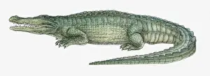 Illustration of a Deinosuchus, a crocodilian from the Late Cretaceous period