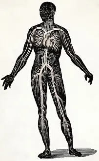 Lungs Prints: Illustration Depicting Blood Circulation