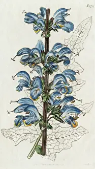 Illustration Depicting Two Colored Sage