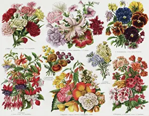 Illustration Depicting Flowers