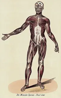 Illustration Depicting Muscular System