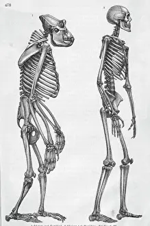 Gorilla Prints: Illustration Depicting Skeleton Comparison of a Human and Gorilla