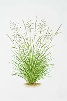 Illustrative Technique Gallery: Illustration of Deschampsia Caespitosa (Tussock grass)