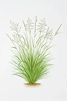 Green Prints: Illustration of Deschampsia Caespitosa (Tussock grass)