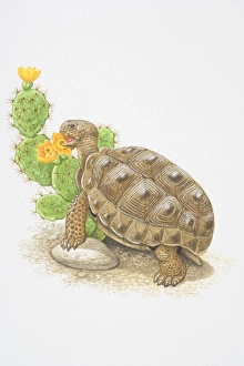 Animal Shell Collection: Illustration, Desert Tortoise (Gopherus agassizii) feeding on flowering cactus plant, side view