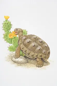 Herbivorous Prints: Illustration, Desert Tortoise (Gopherus agassizii) feeding on flowering cactus plant