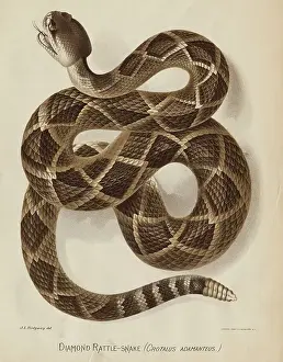 Illustration of a Diamond Rattlesnake