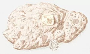 Images Dated 7th July 2011: Illustration of diamond in rock and cut diamond