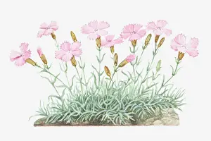 Illustration of Dianthus gratianopolitanus (Cheddar pink), pink flowers