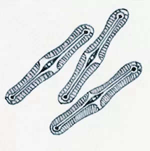 Images Dated 29th September 2010: Illustration of diatoms