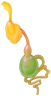 Stomach Prints: Illustration of digestive system of the Senegal Parrot (Poicephalus senegalus)