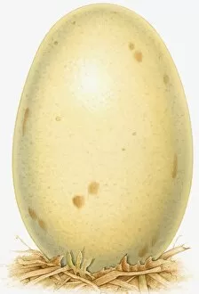 Illustration of dinosaur egg