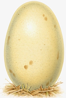 Images Dated 5th November 2008: Illustration of dinosaur egg