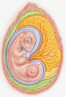 Illustration of dinosaur embryo in egg showing yoke sac and amniotic membrane
