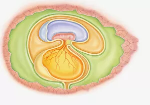 Illustration of dinosaur foetus in egg showing yoke sac and amniotic membrane