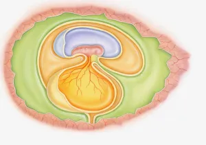 Blood Vessel Prints: Illustration of dinosaur foetus in egg showing yoke sac and amniotic membrane