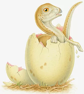Animal Behavior Gallery: Illustration of dinosaur hatching from egg