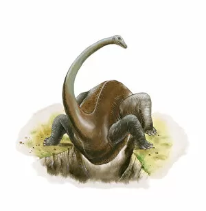 Illustration of Diplodocus dinosaur standing above trench with legs apart and belly hanging below
