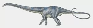 Images Dated 15th February 2010: Illustration of Diplodocus sauropod dinosaur