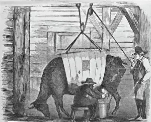 Disease Prints: Illustration of Diseased Cow Being Milked