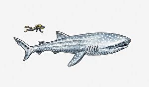 Unrecognizable Person Gallery: Illustration of diver near whale shark