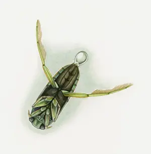 Diving Prints: Illustration of a diving beetle (Dytiscidae) releasing air bubble underwater, underside