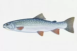 Illustration of Dolly Varden (Salvelinus), North American freshwater and coastal fish