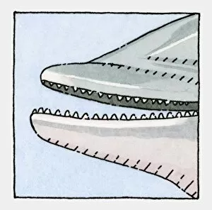 Illustration of Dolphin, open mouth showing teeth, close-up