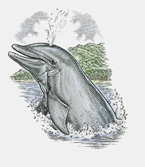 Images Dated 9th October 2009: Illustration of Dolphin showing stale air rising from blowhole on top of head