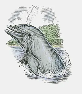 Illustration of Dolphin showing stale air rising from blowhole on top of head