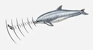 Illustration of dolpin using echolocation to locate fish