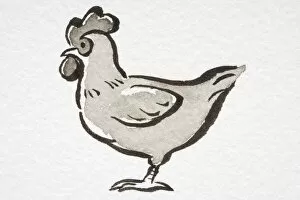 Images Dated 15th August 2006: Illustration, Domestic Chicken (Gallus gallus) standing, side view
