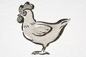 Illustration, Domestic Chicken (Gallus gallus) standing, side view