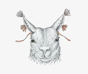Llama Prints: Illustration of domesticated llama with yarn threaded through ears, ancient Andean custom
