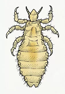Symbiotic Relationship Collection: Illustration of dorsal view of male Body Louse (Pediculus humanus var. corporis)