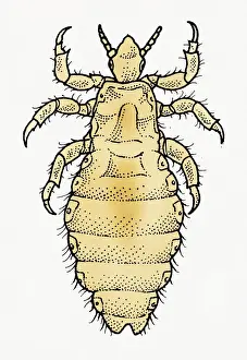 Ugliness Prints: Illustration of dorsal view of male Body Louse (Pediculus humanus var. corporis)