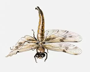 Illustration of a dragonfly with badly damaged wings