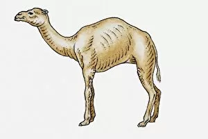 Illustration of dromedary camel, side view