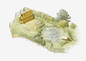 Captivity Collection: Illustration of ducks being kept in a duck run on farm with a duck house