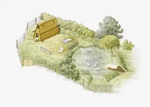Illustration of ducks being kept in a duck run on farm with a duck house and pond enclosed by a mesh fence