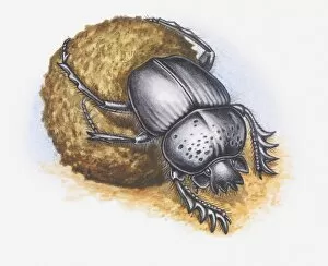 Images Dated 4th October 2011: Illustration of Dung Beetle moving dung ball