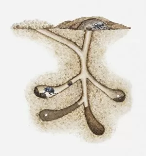 Illustration of Dung beetles (Scarabaeoidea) in their underground nest with eggs laid in dung, cross-section