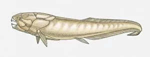 Images Dated 9th April 2010: Illustration of a Dunkleosteus prehistoric fish, Late Devonian period