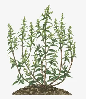 Illustration of Dysphania ambrosioides (Epazote, Wormseed) bearing branched panicles of small green flowers and leaves on long stems