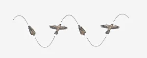 Sequences Collection: Illustration of Eagle soaring and diving