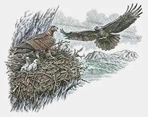 Images Dated 23rd November 2009: Illustration of eagles flying toward nest of chicks and adult