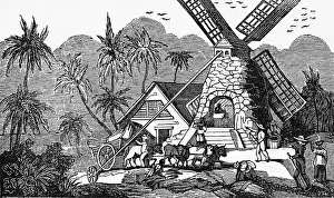 Illustration of Early Workers at West Indies Sugar Mill