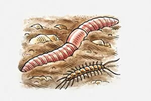 Crawling Gallery: Illustration of earthworm and centipede in soil